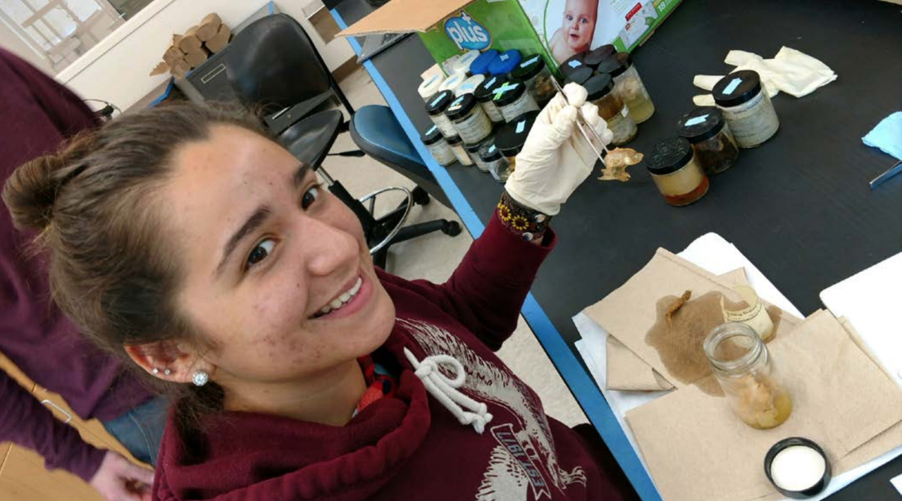 Student at lab bench identifying stomach contents