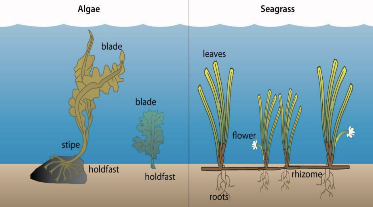 graphic of algae and seagrass