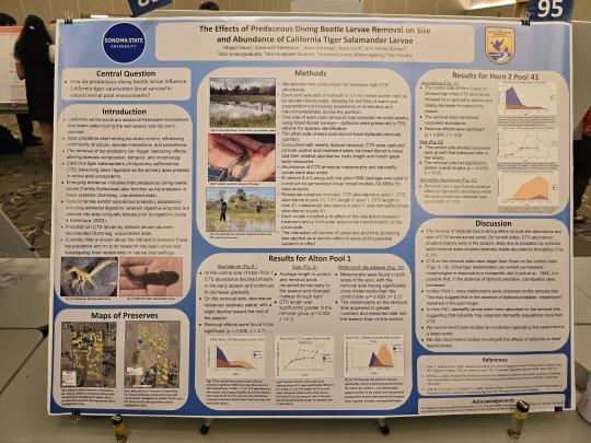 The Effects of Predaceous Diving Beetle Larvae Removal on Size and Abundance of California Tiger Salamander Larvae 