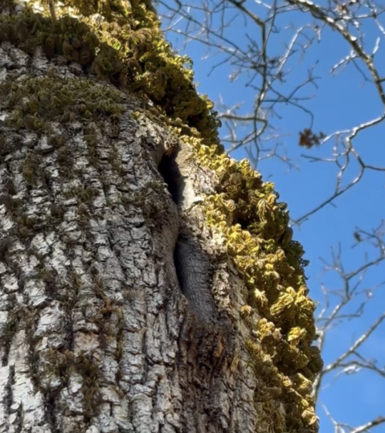 Honeybees flying in and out of their secretive wild abode nestled within a tree