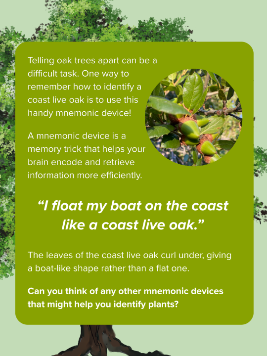 Coast Live Oak