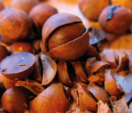 Bay Nut