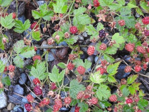 California Blackberry