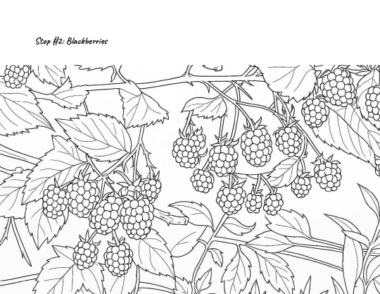 P. 2 of coloring book about Copeland Creek