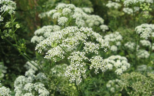 Hemlock