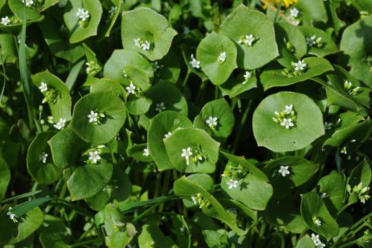 Miner’s Lettuce