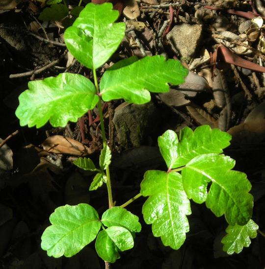 Poison Oak