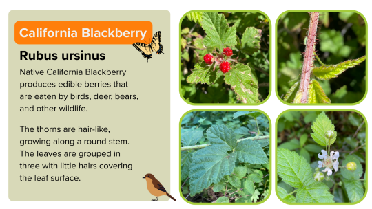 CA Blackberry