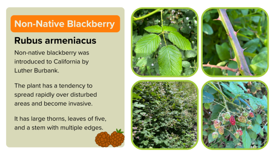 Non-Native Blackberry