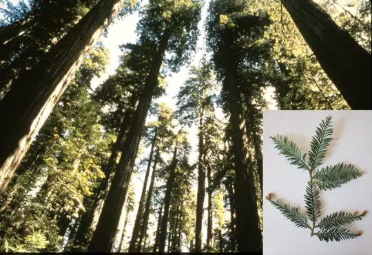 Coast Redwoods (Photo Courtesy National Park Service)