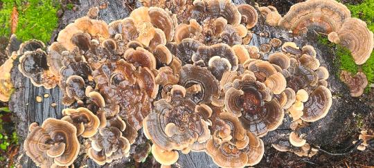 Bunch of Mushrooms