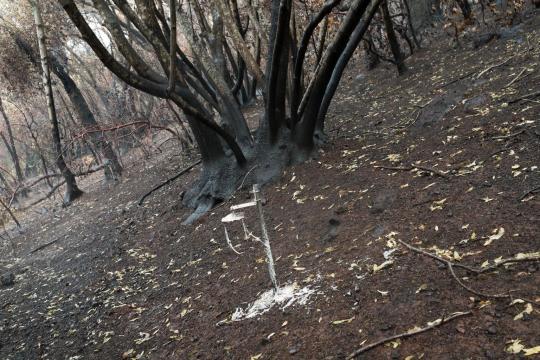 charred soil and shrubs