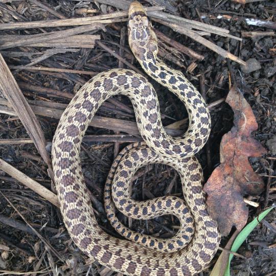 gopher snake on soil