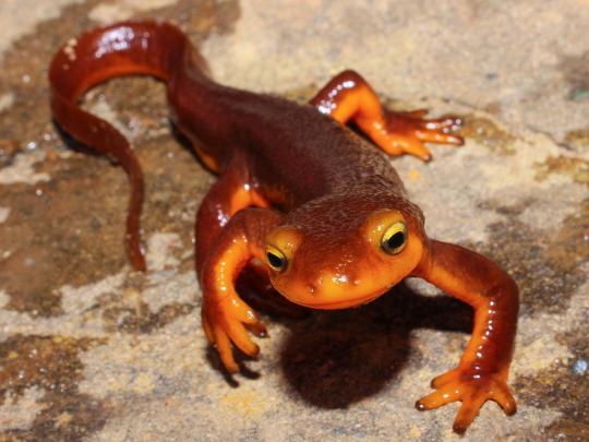 Newt crawling on a rock