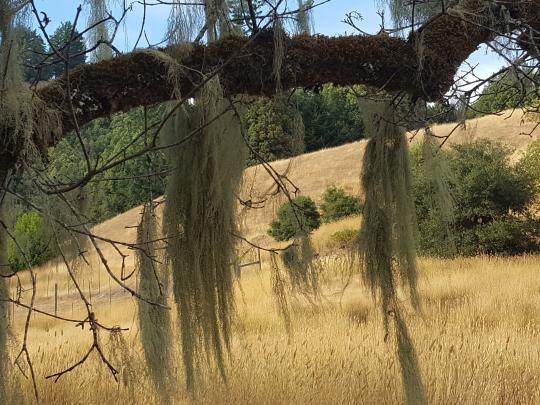 Lichen hanging from branch