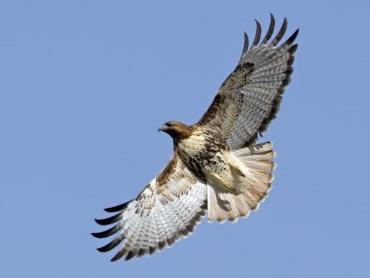Red-tailed Hawk in flight
