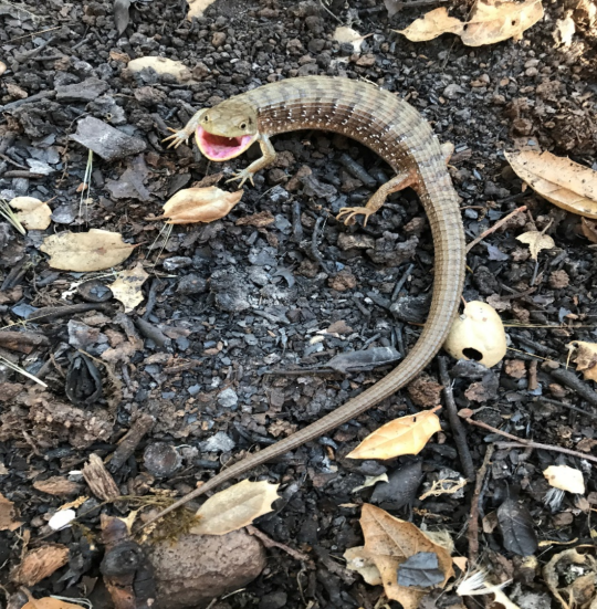 Alligator Lizard