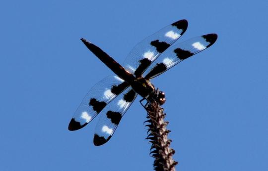twelve spot dragonfly basking